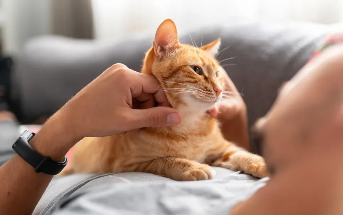 felinos, animais de estimação, pets;