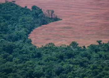 desmatamento, devastação, destruição;