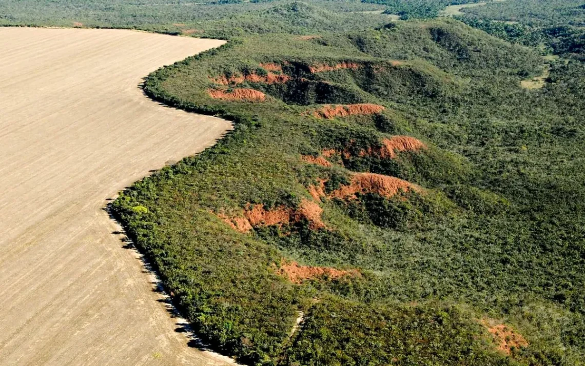 derrubada, destruição, devastação, destruição de formações, devastação da vegetação;