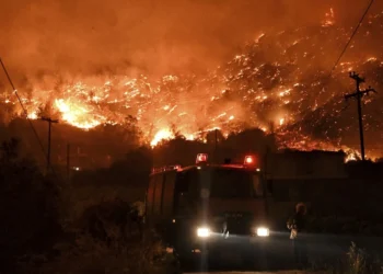 fogo, chamas, incêndio florestal;