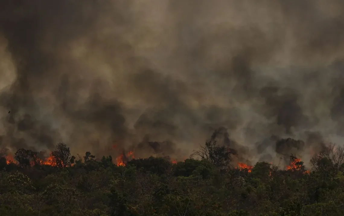 floresta, selva, região amazônica;