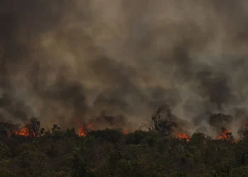 floresta, selva, região amazônica;