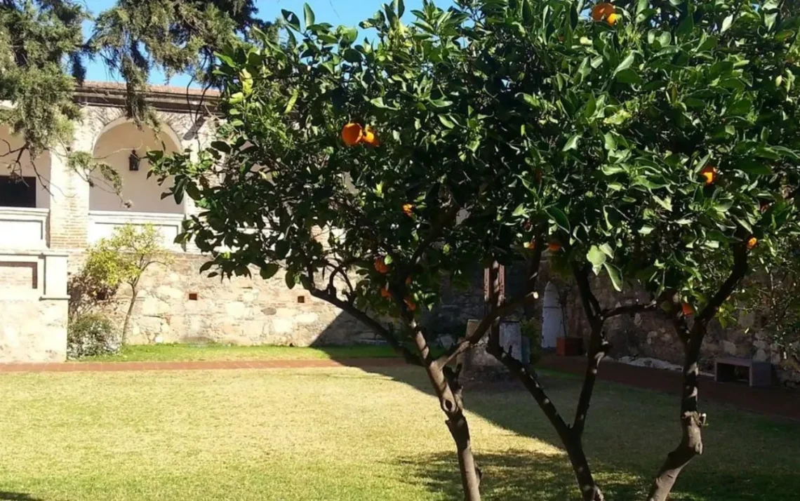 árvores de frutas, árvores de pomar, árvores de jardim';