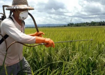 Agrishow é considerada uma das maiores feiras do setor agrícola no mundo Foto: Filipe Araujo/Estadão / Estadão A produção agrícola nacional deve totalizar 308,5 milhões de toneladas no ano que vem, 8,8 milhões de toneladas a menos que o desempenho esperado para 2023 Foto: João Paulo Santos/ESTADAO / Estadão Governo vai aprovar agrotóxico que não conseguir analisar em até 60 dias Foto: Divulgação / Estadão - Todos os direitos: @ Terra