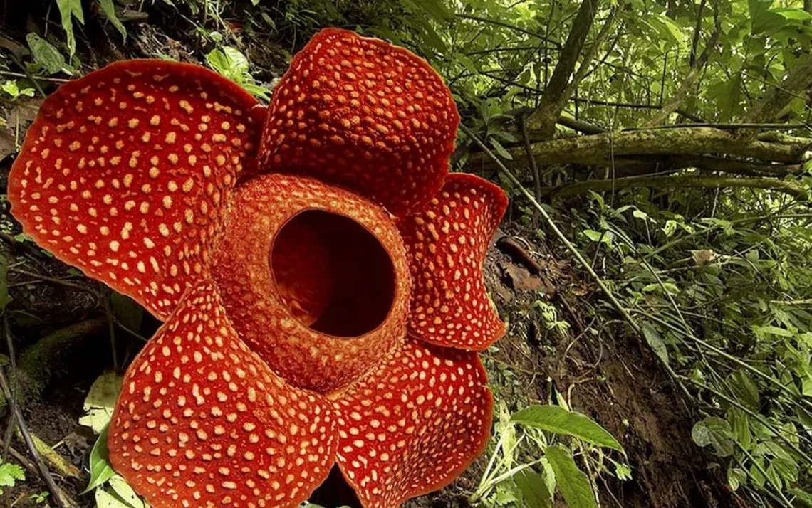 maior, flor-do-mundo, rafflesia;