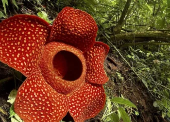 maior, flor-do-mundo, rafflesia;