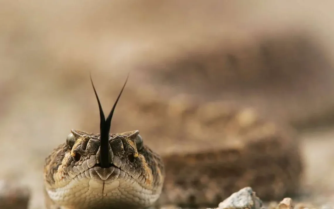 Cobra provocou mortes no Brasil Foto: David McNew / Getty Images - Todos os direitos: @ Terra