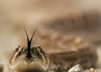 Cobra provocou mortes no Brasil Foto: David McNew / Getty Images - Todos os direitos: @ Terra