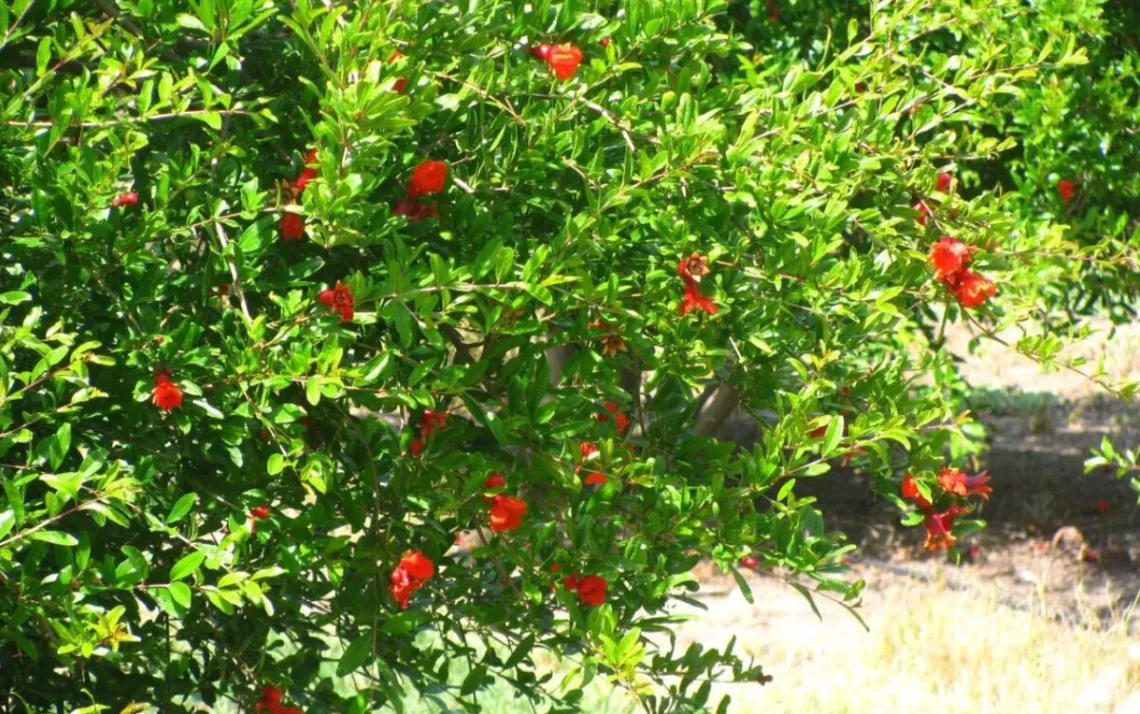 planta, vegetal, arbusto;