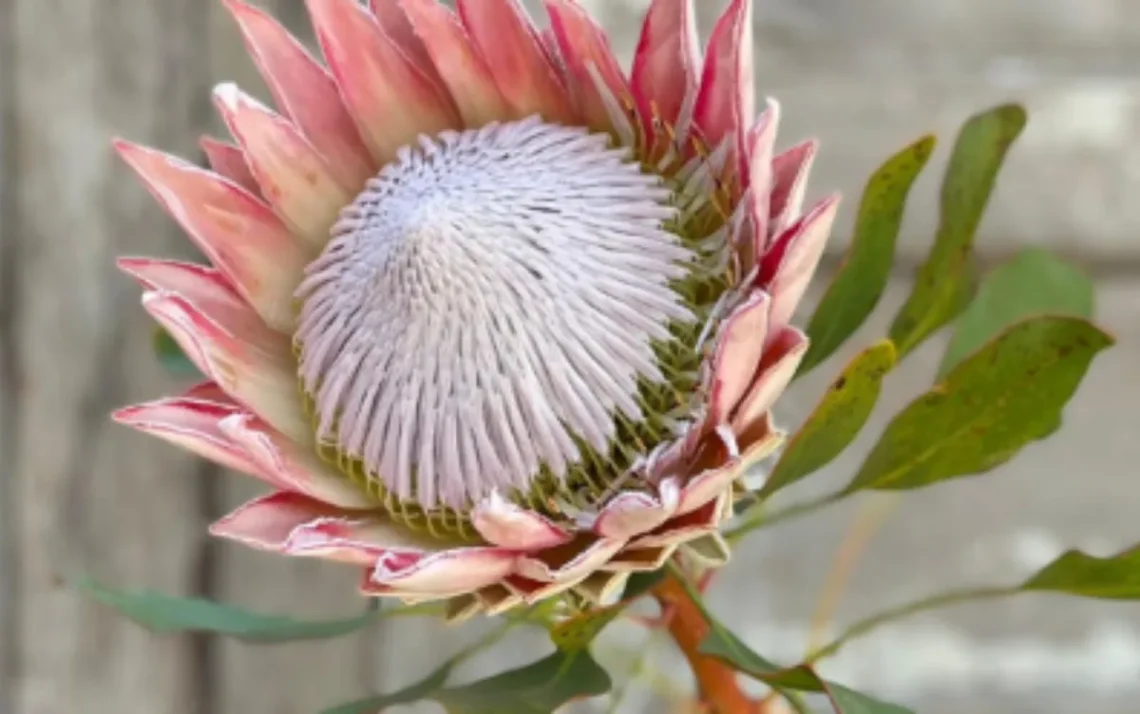 flor gigante, flor rara, flor imponente;