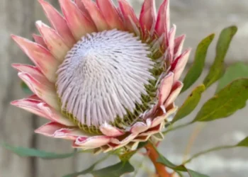 flor gigante, flor rara, flor imponente;