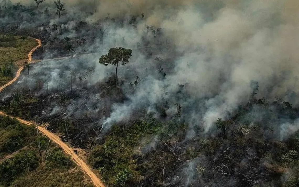 Destruição, Queimadas, Exploração;