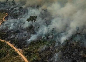 Destruição, Queimadas, Exploração;